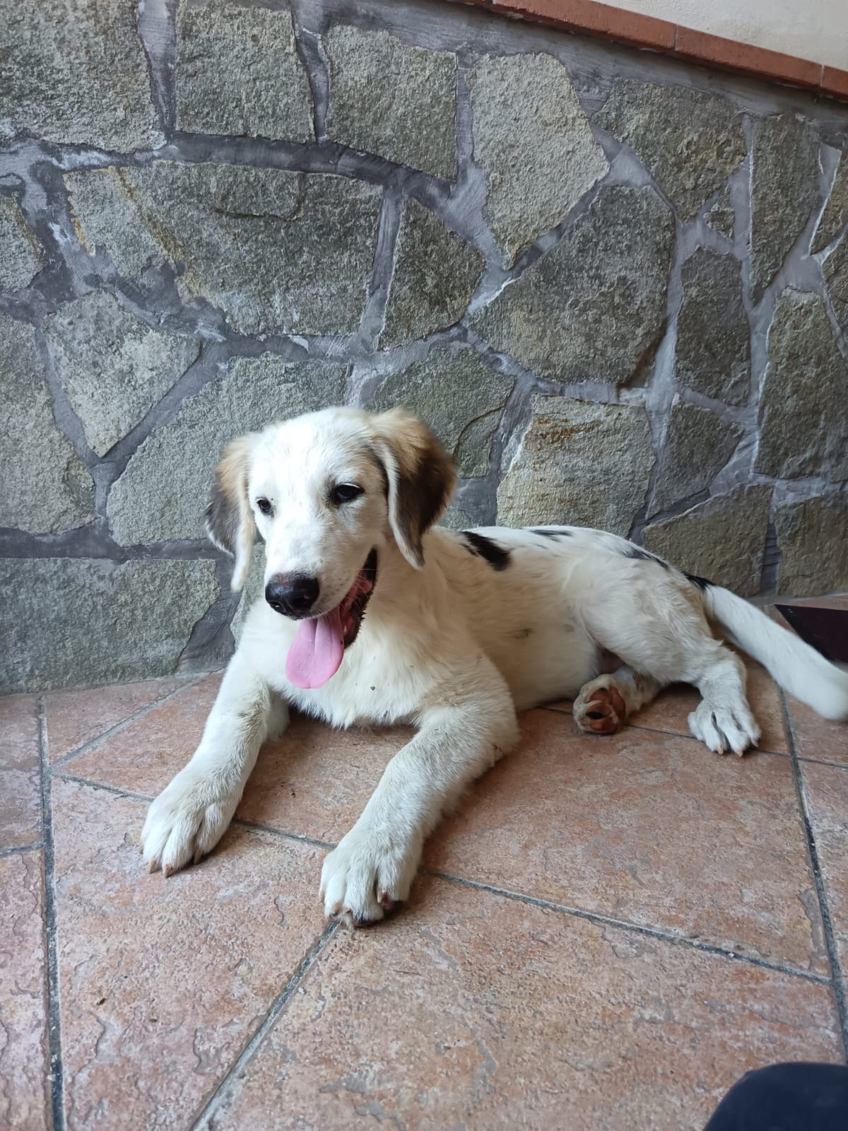 Leo