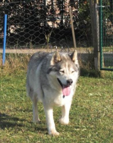 Oschi