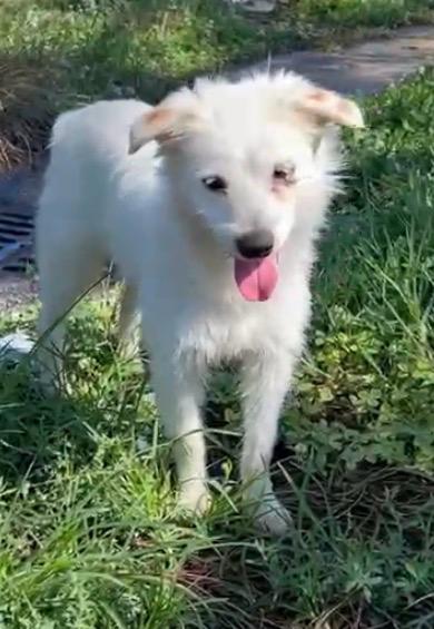Idefix