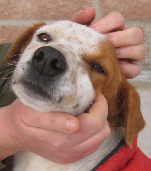 Renato Hundehilfe Mariechen