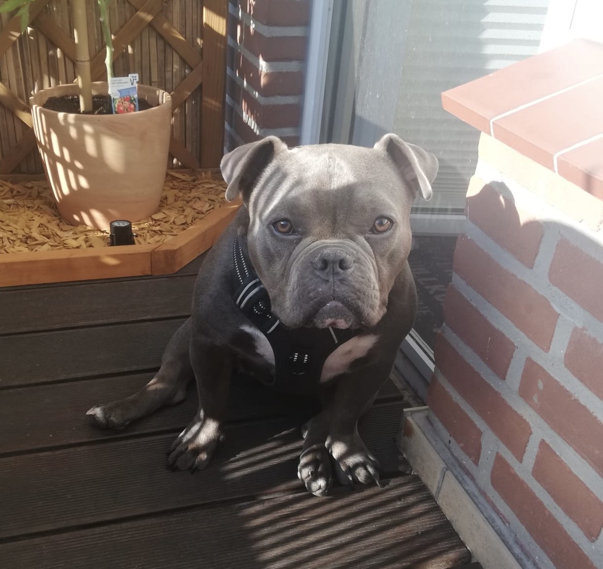 Stella