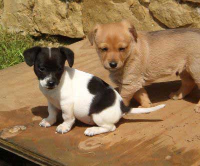 Fienchen