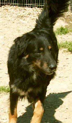Ettore