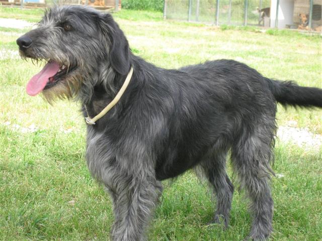 Cora