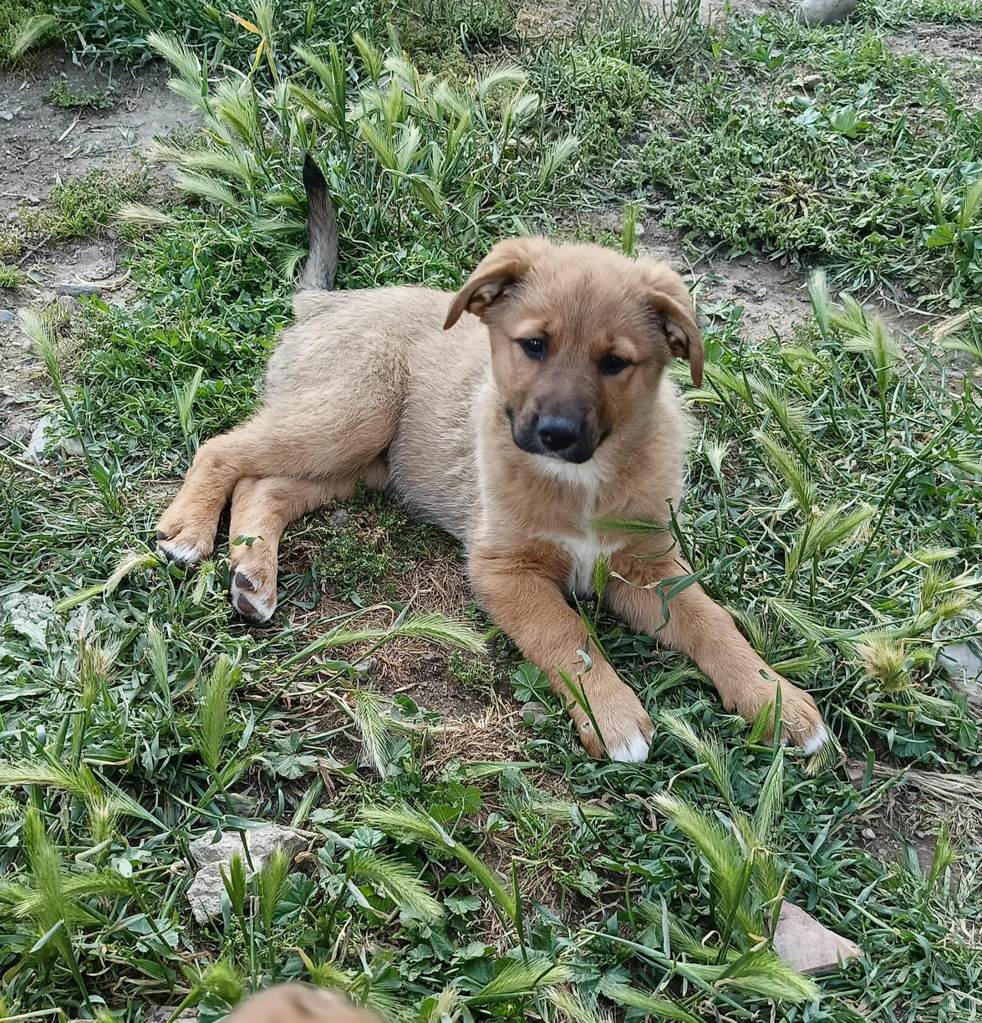 Safira