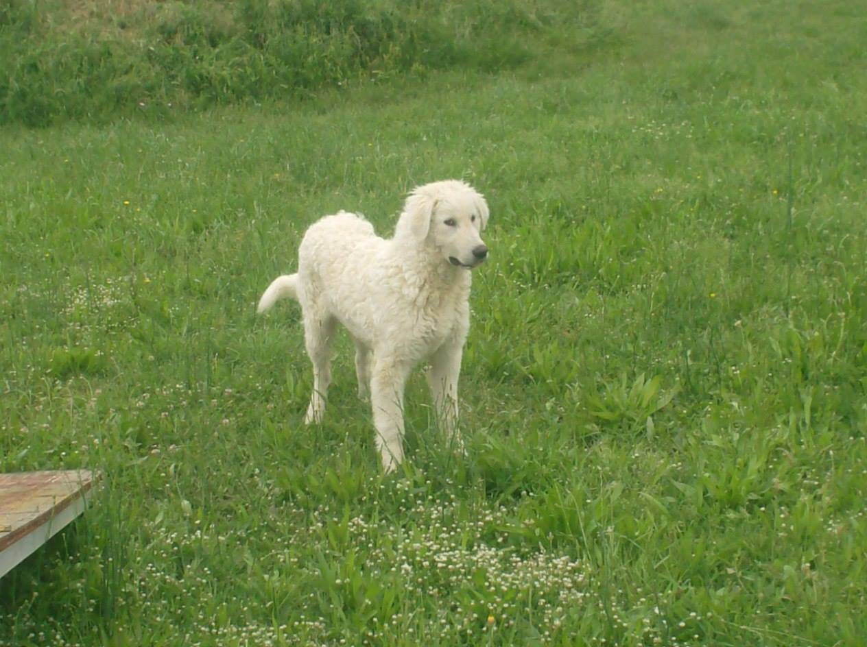 Mara