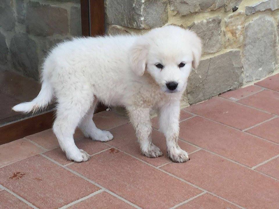 Isabel