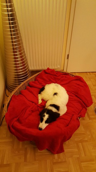 Finja