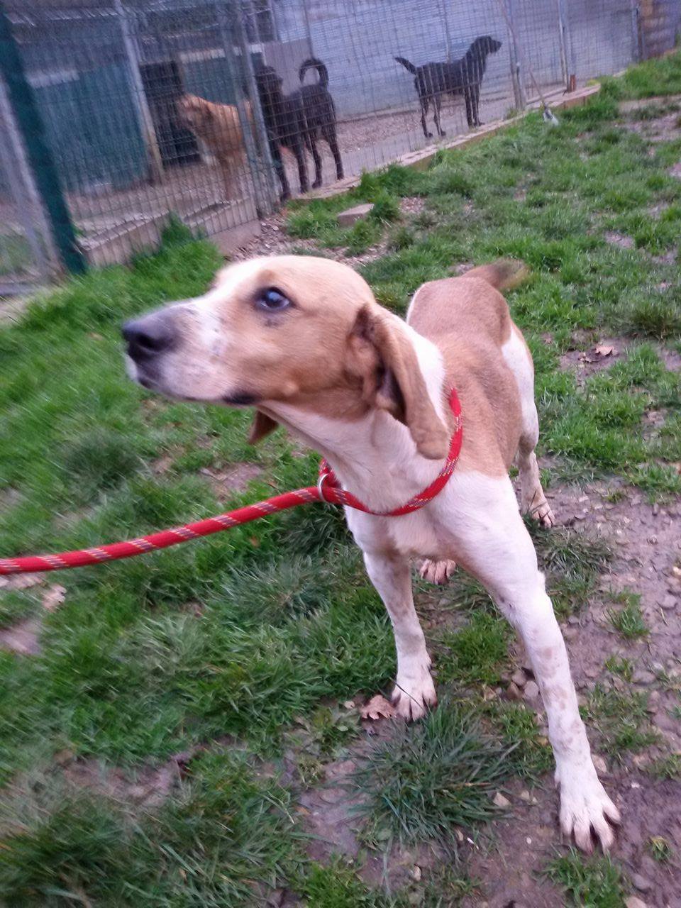 Duilio Hundehilfe Mariechen