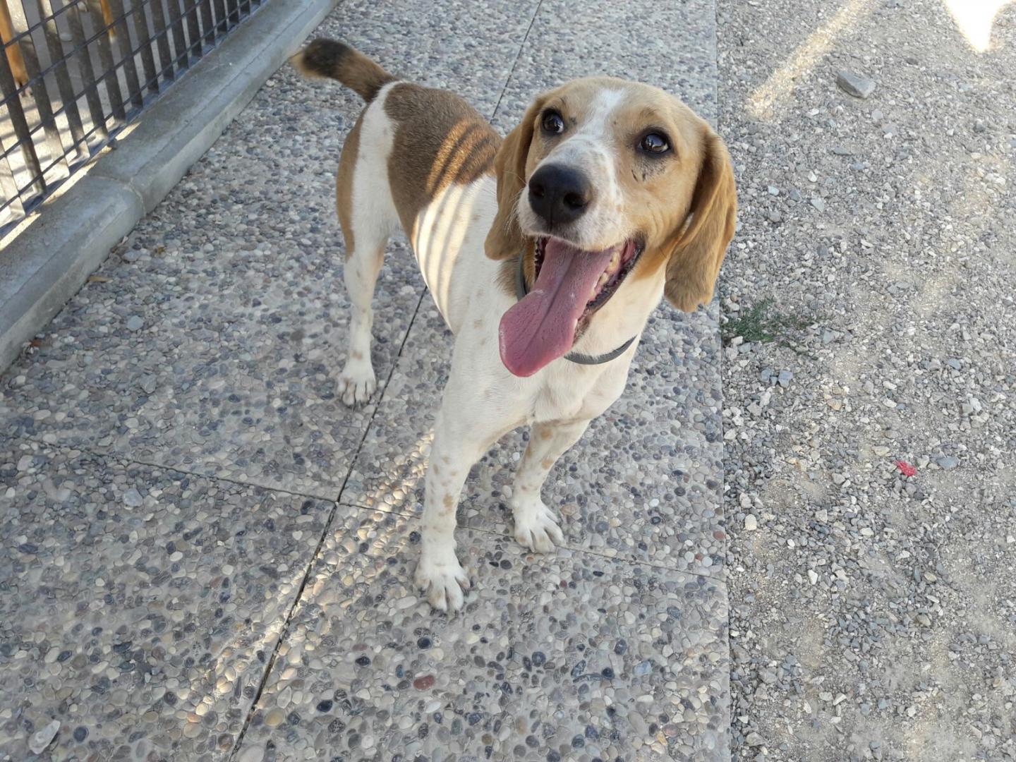 Duilio Hundehilfe Mariechen