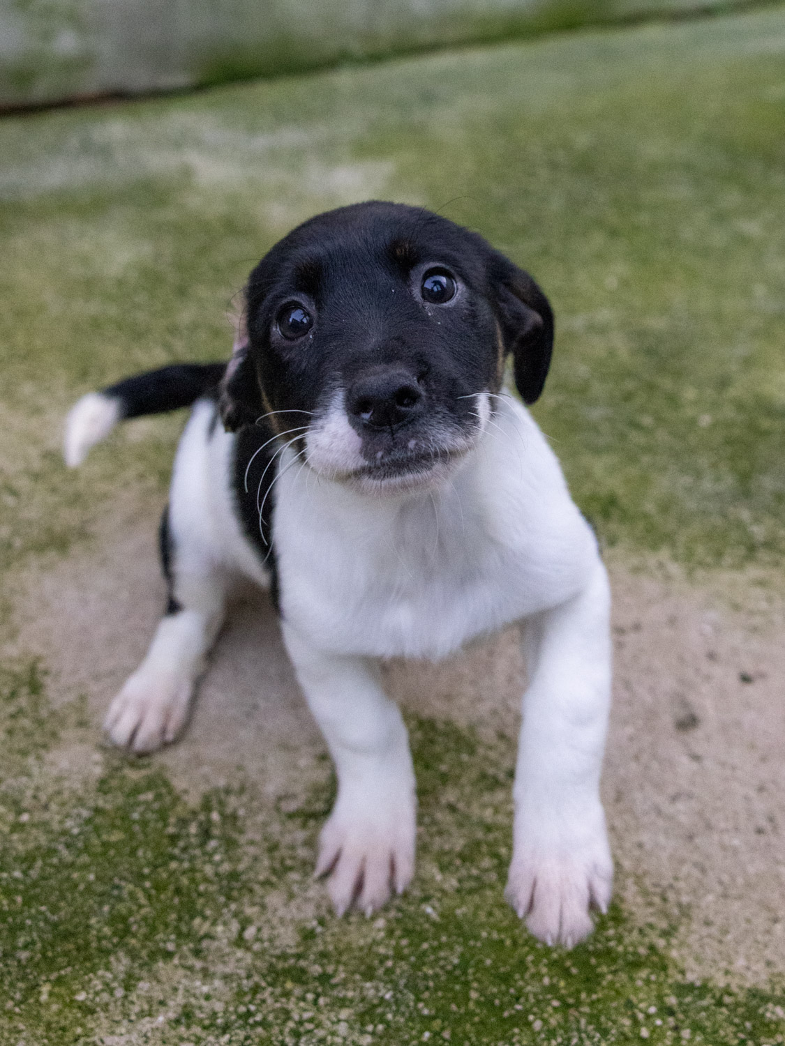 Perla