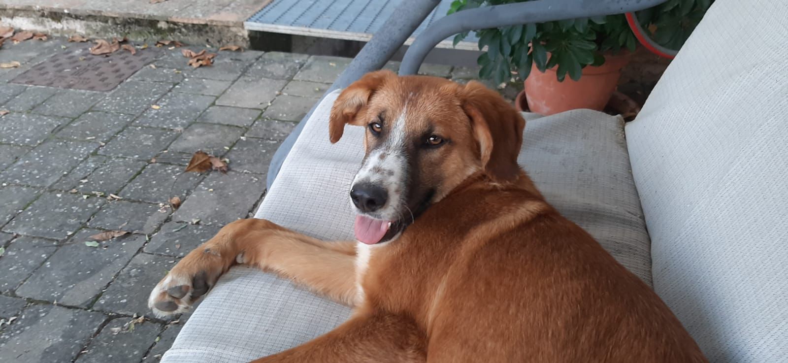 Stella