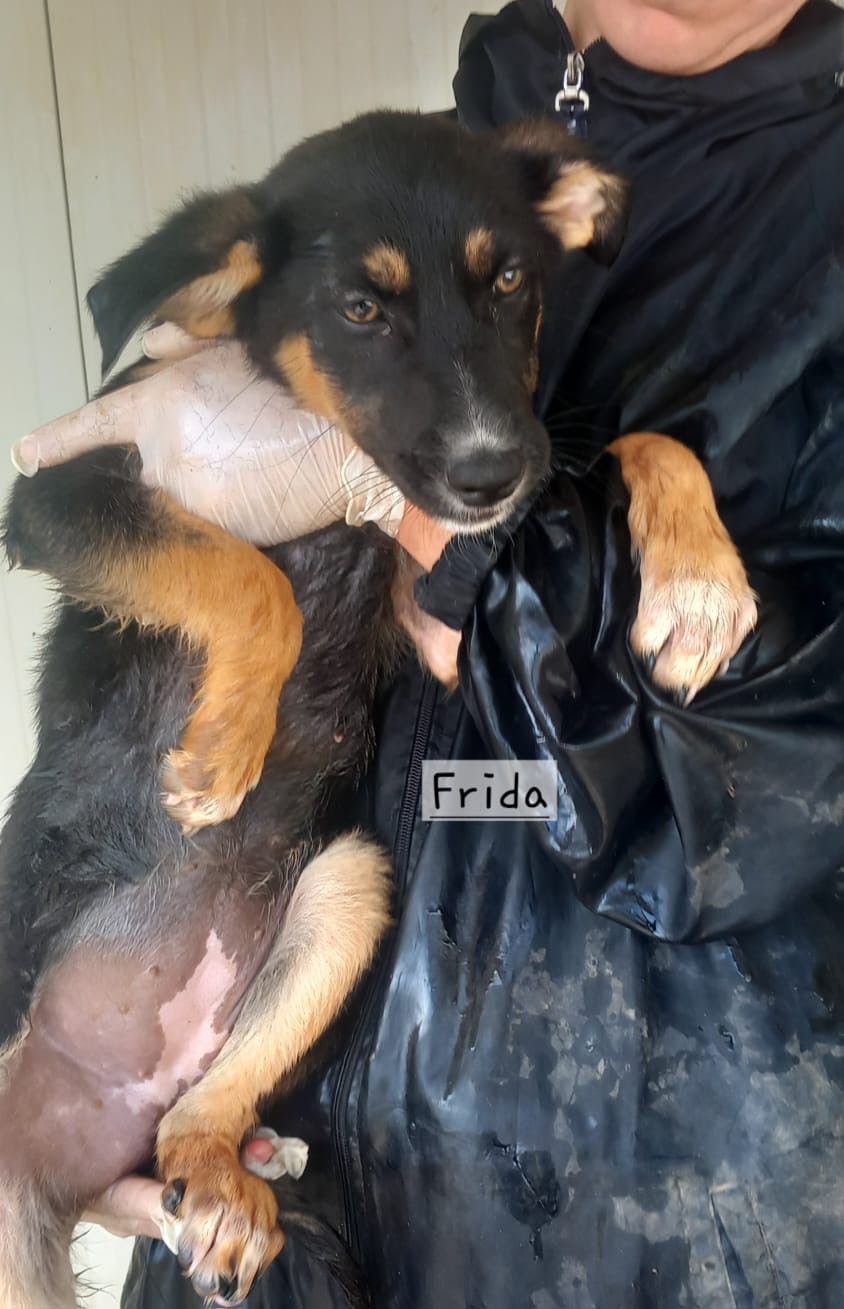 Frida
