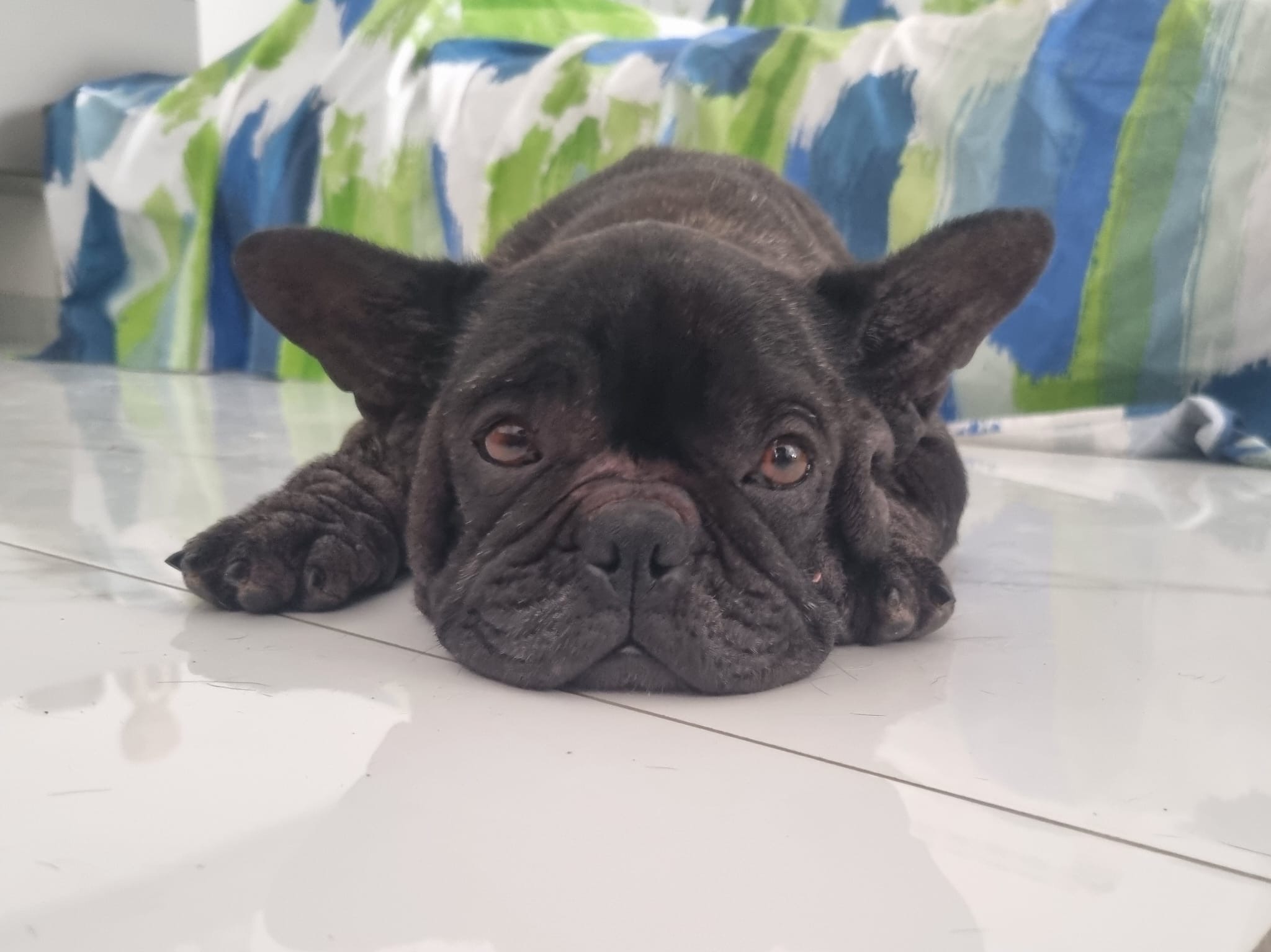 Bruja