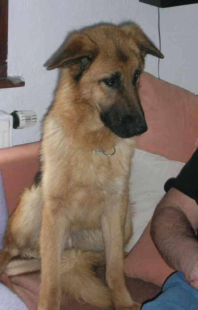 Fendy