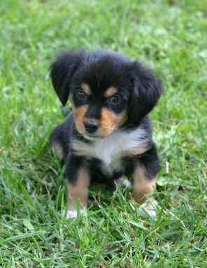 Benji