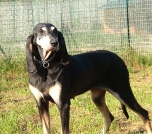 Susi