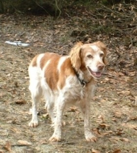 Chira