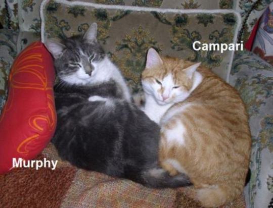 Murphy und Campari