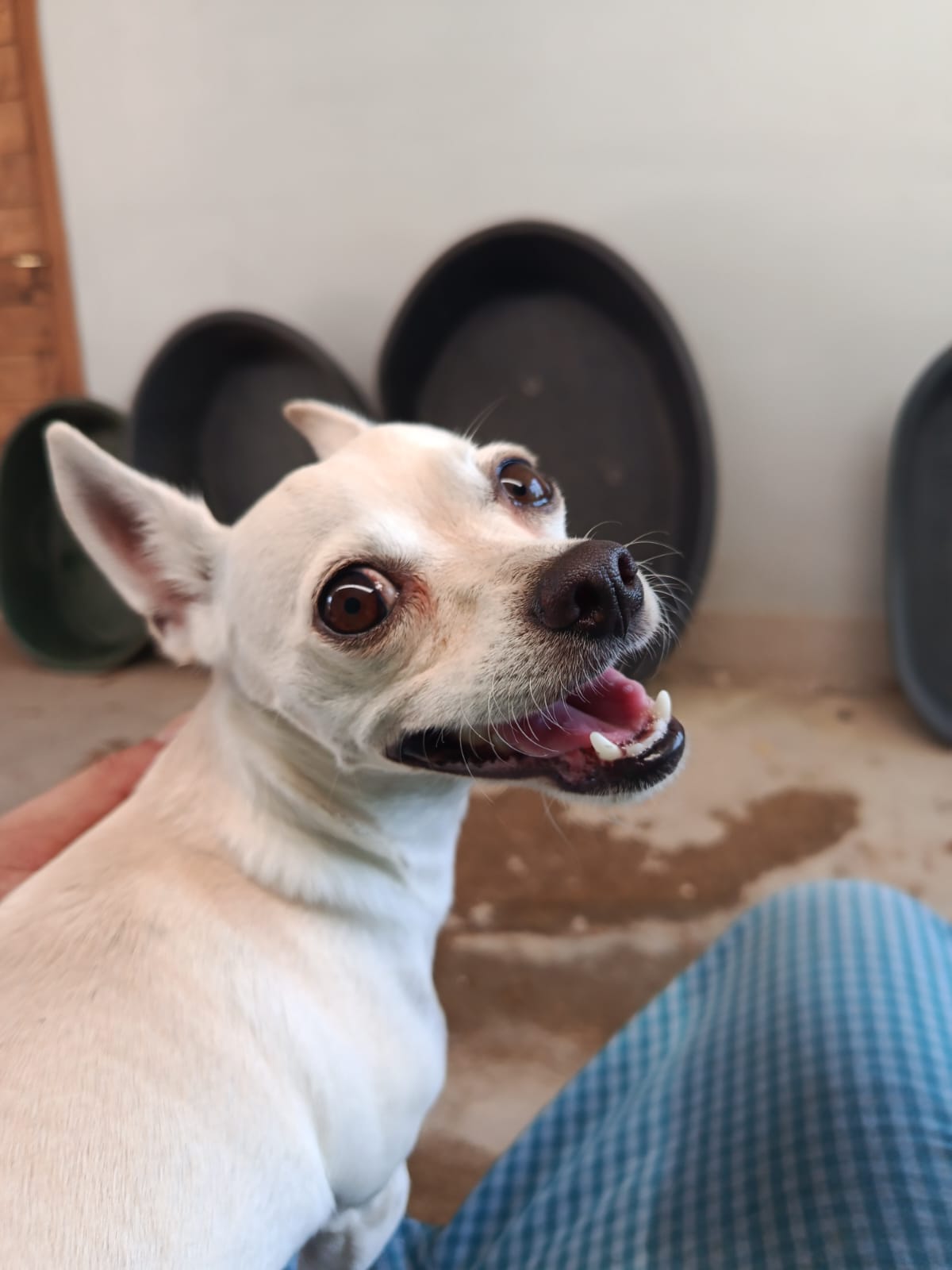 Milo