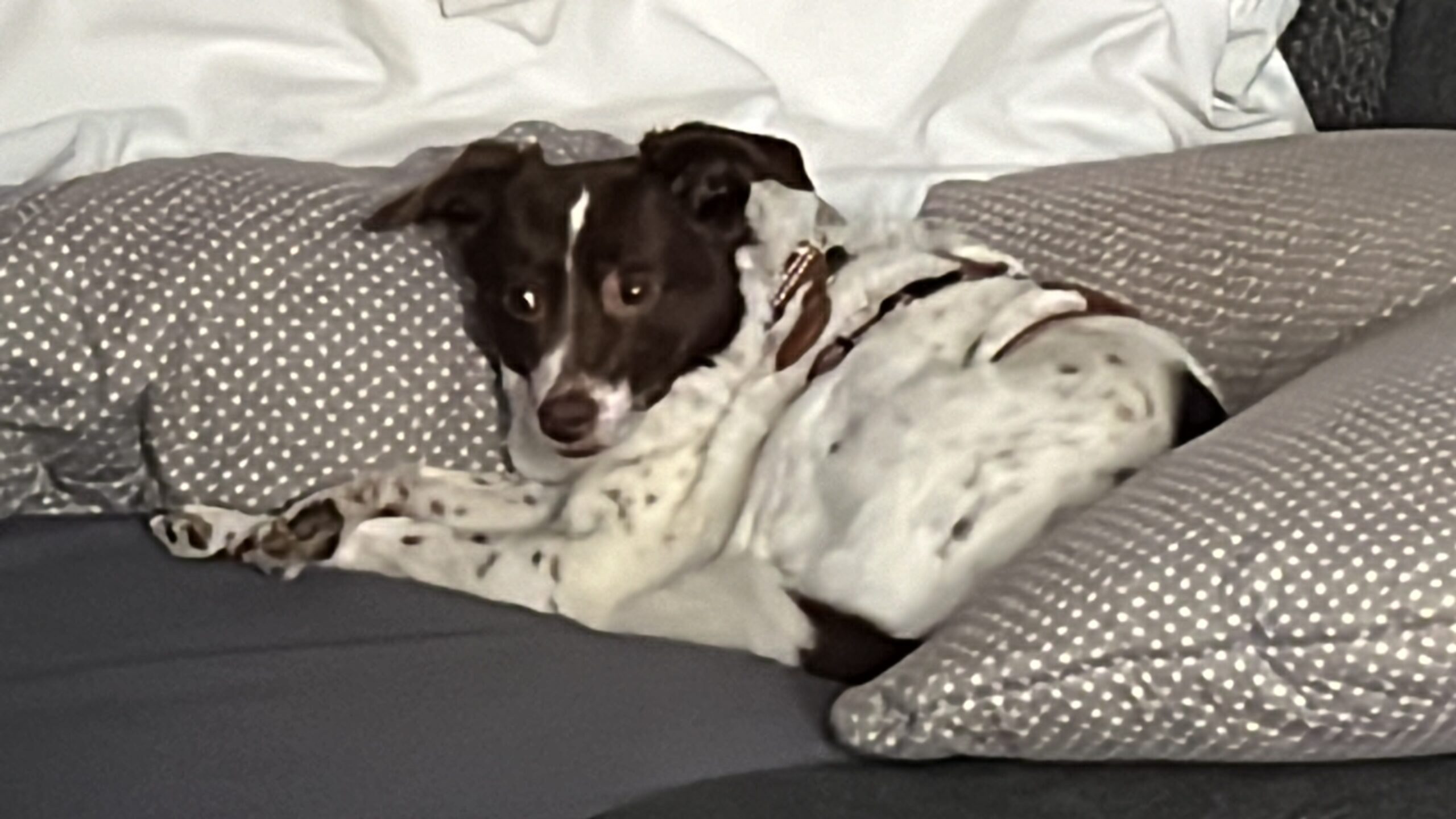 Bonnie