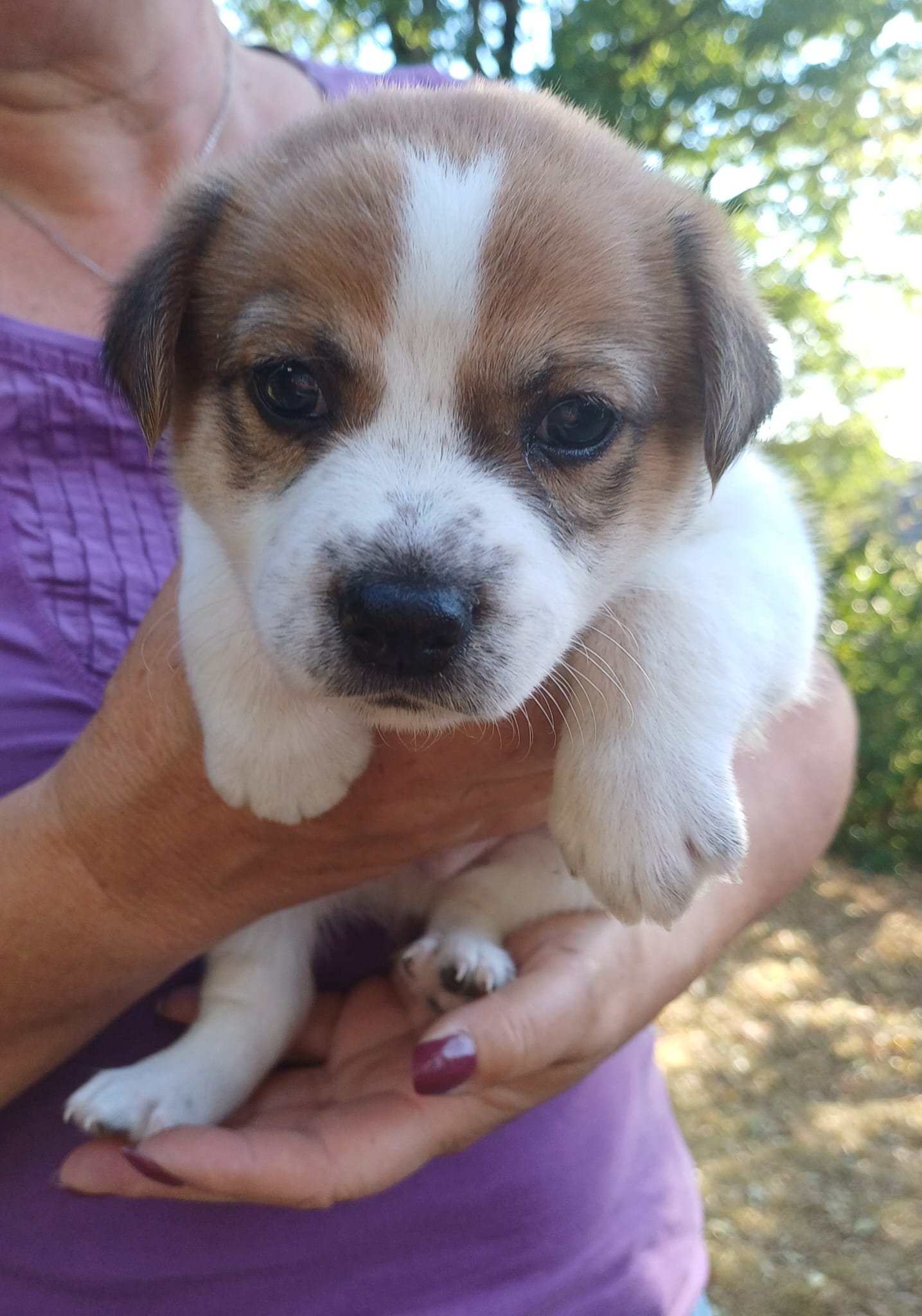 Archie