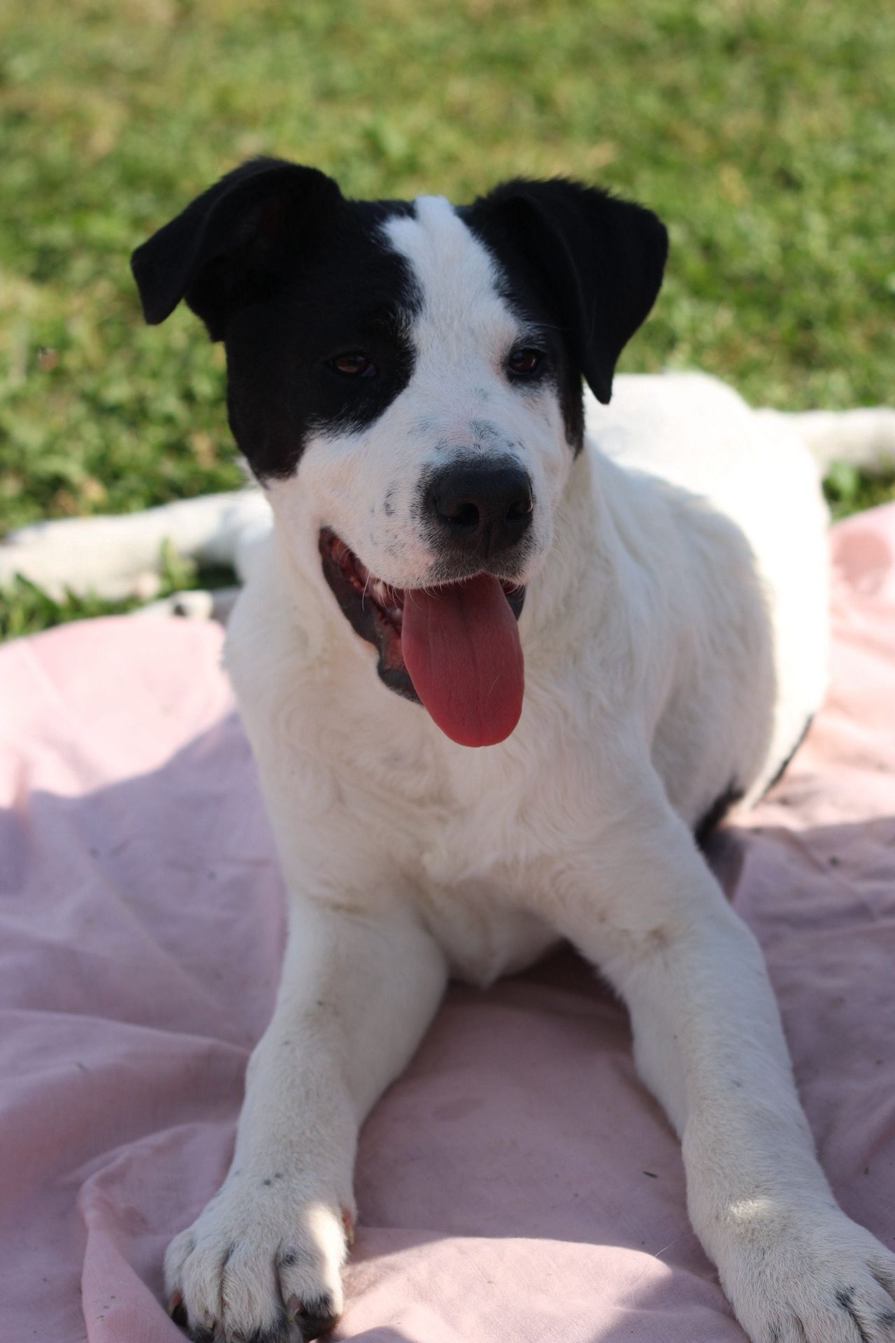 Ares