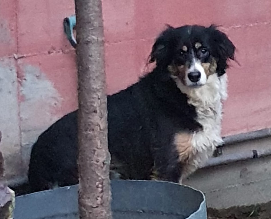Bella