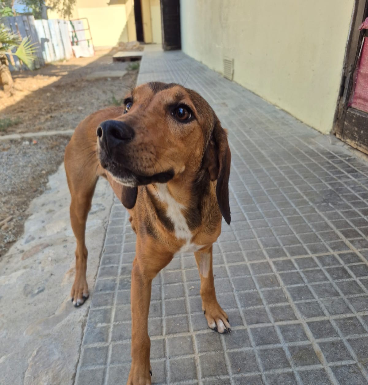 Boa