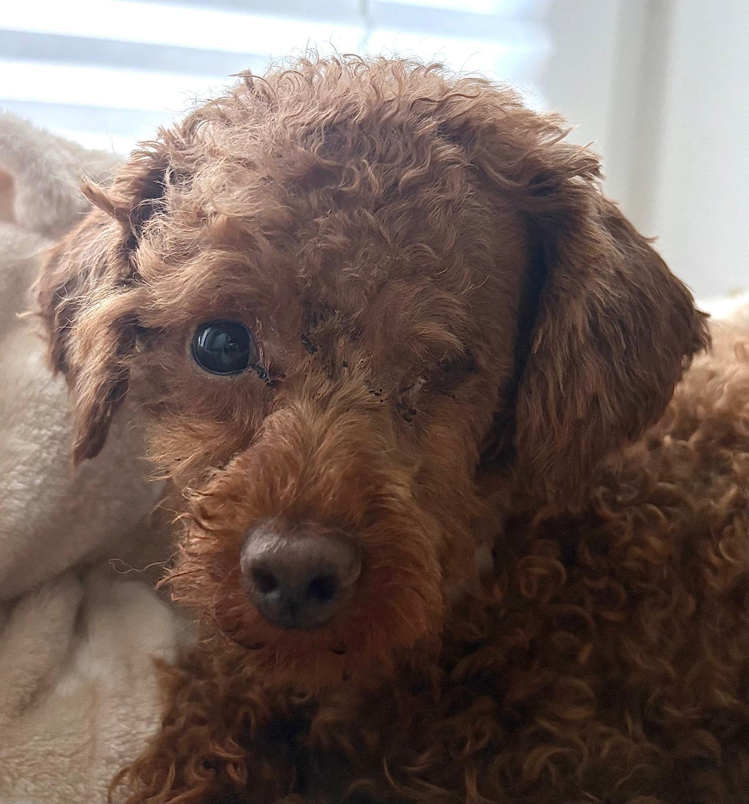 Coco