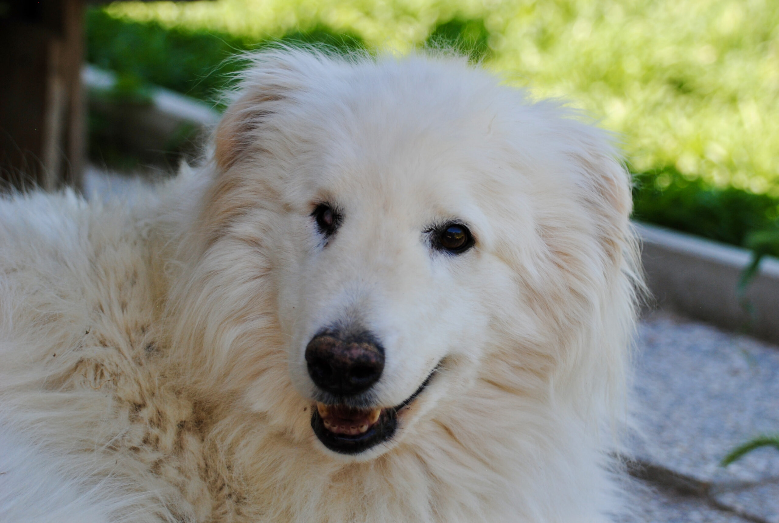 Soja