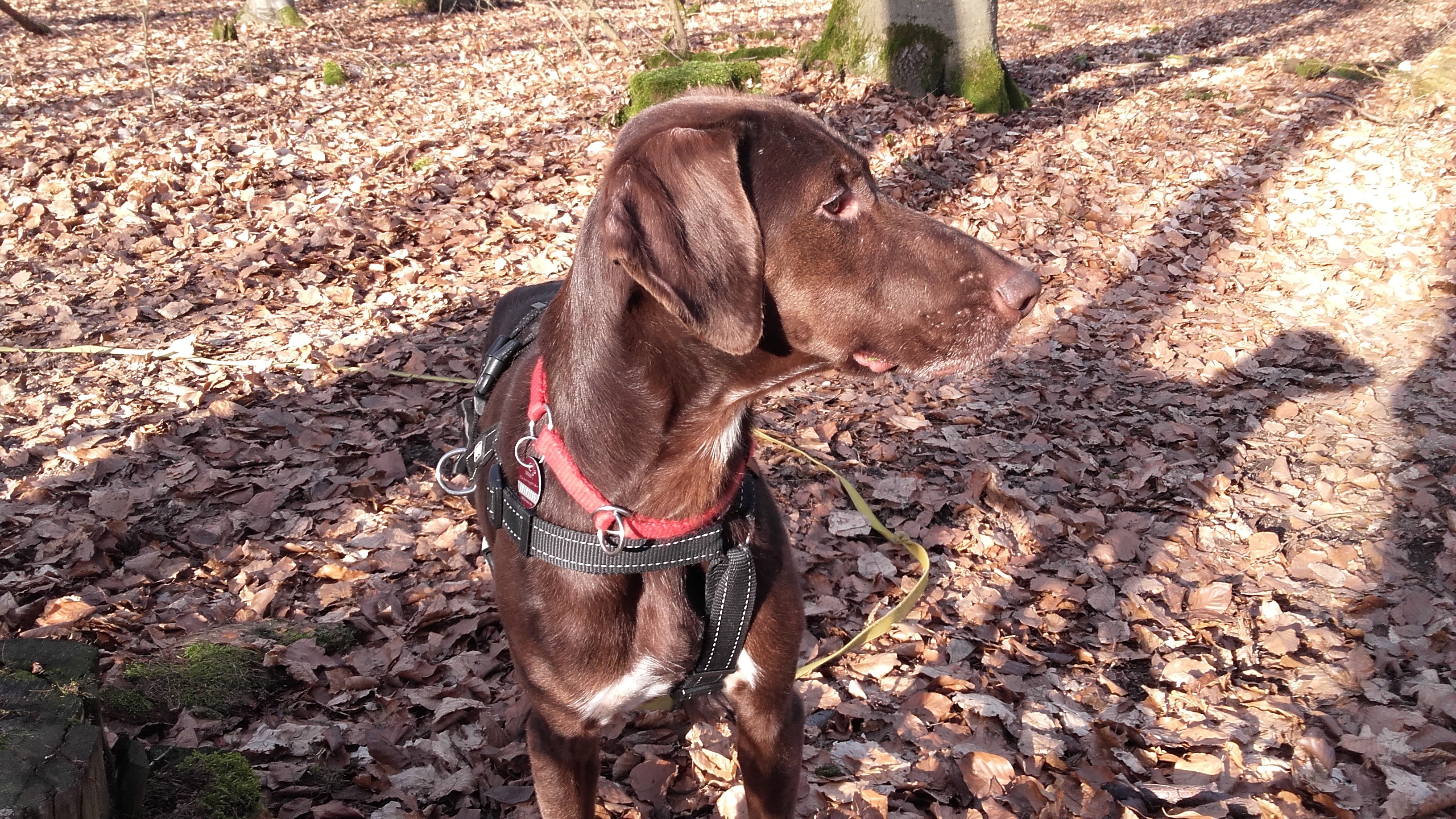 Ermione Hundehilfe Mariechen