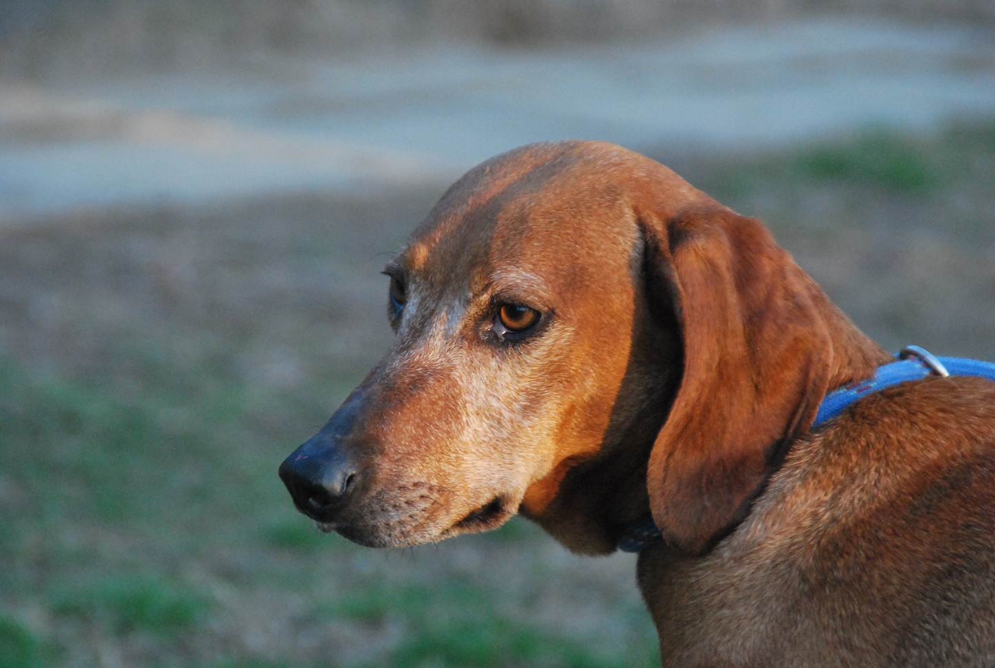 Farfalla Hundehilfe Mariechen