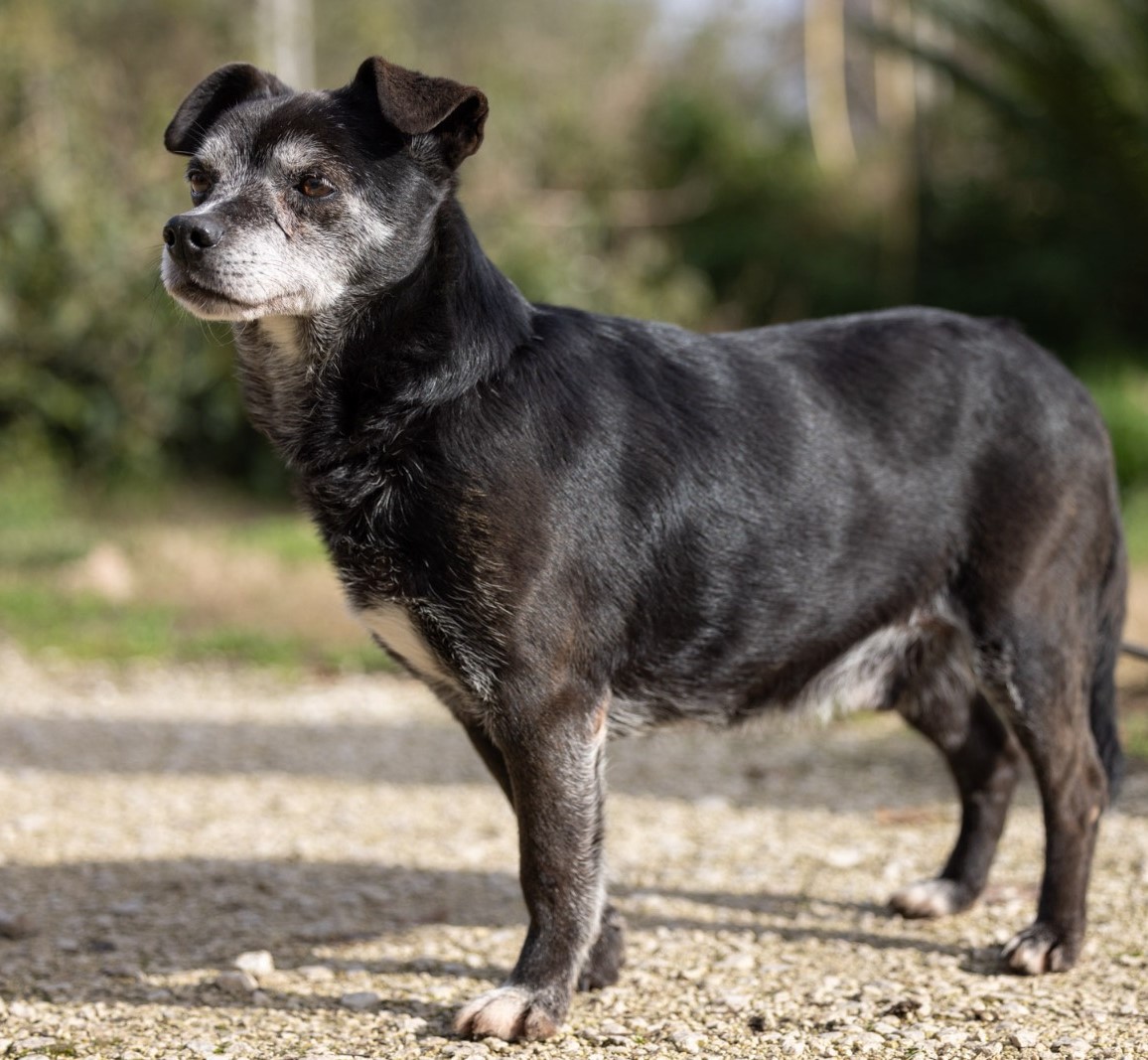 Guappo - Hundehilfe Mariechen