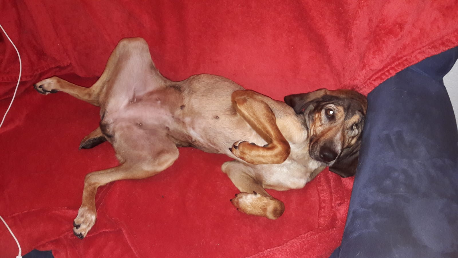 Mokka