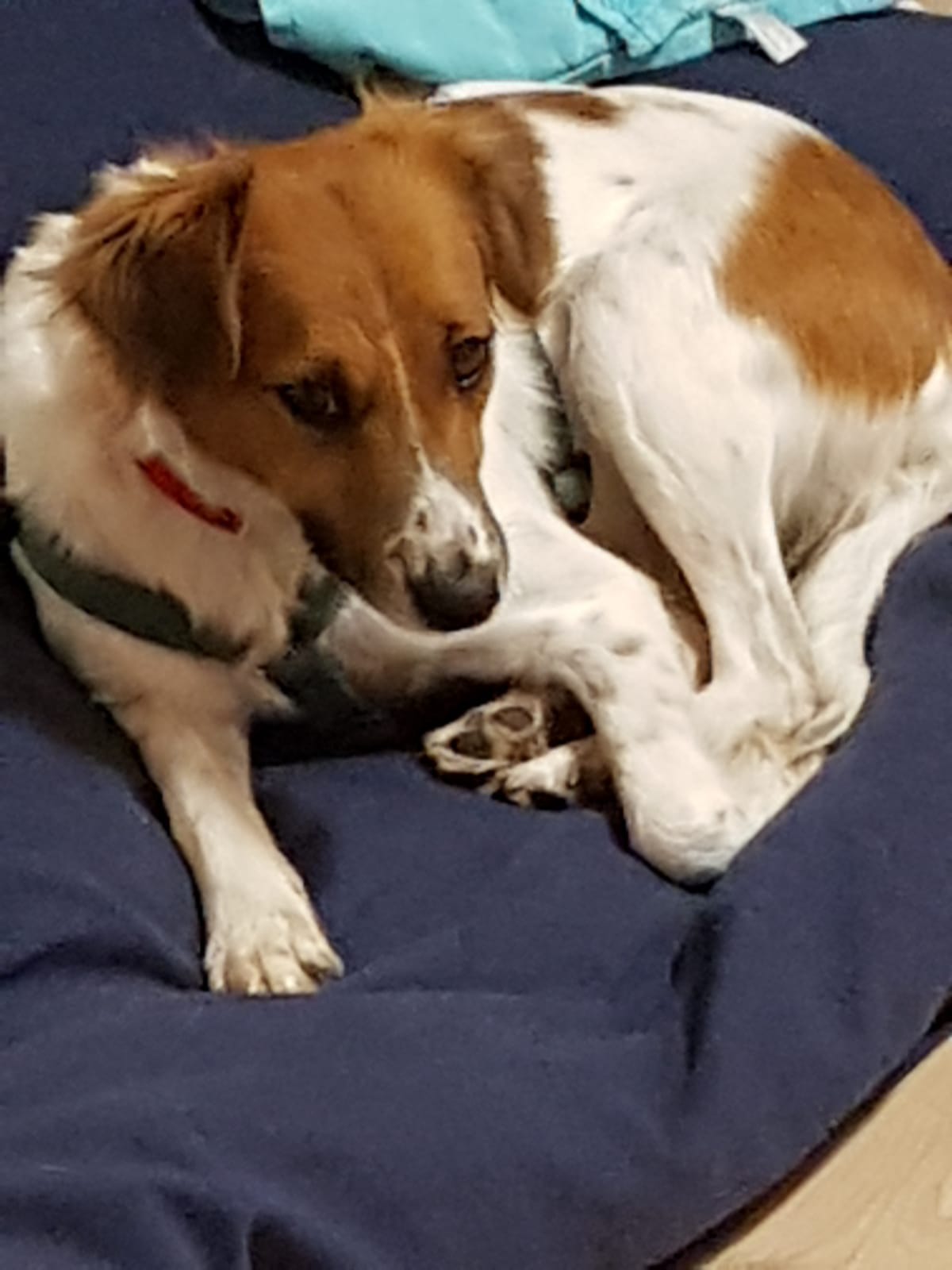 Molly