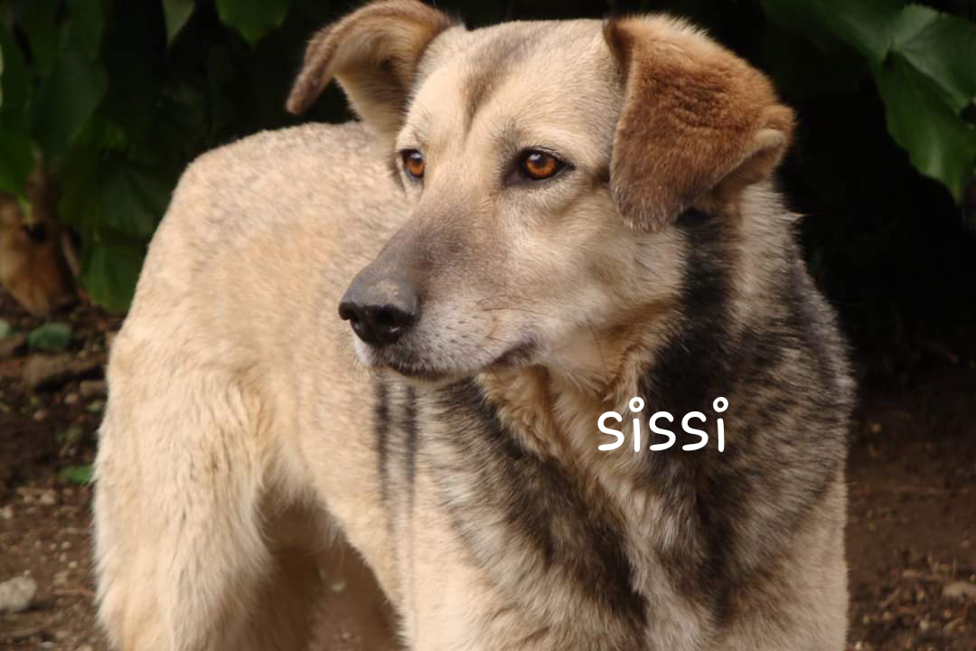 Sissi