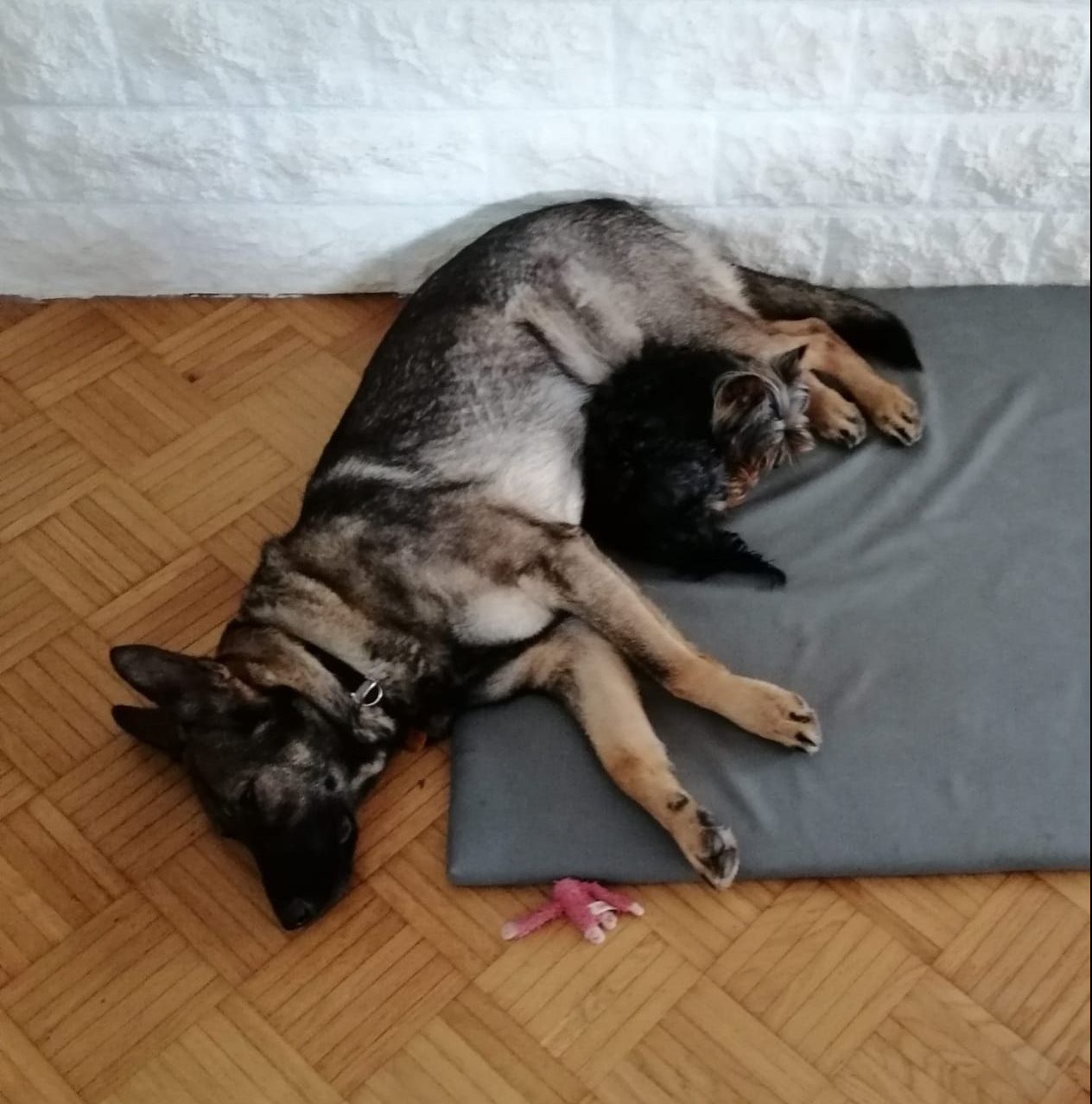 Pina