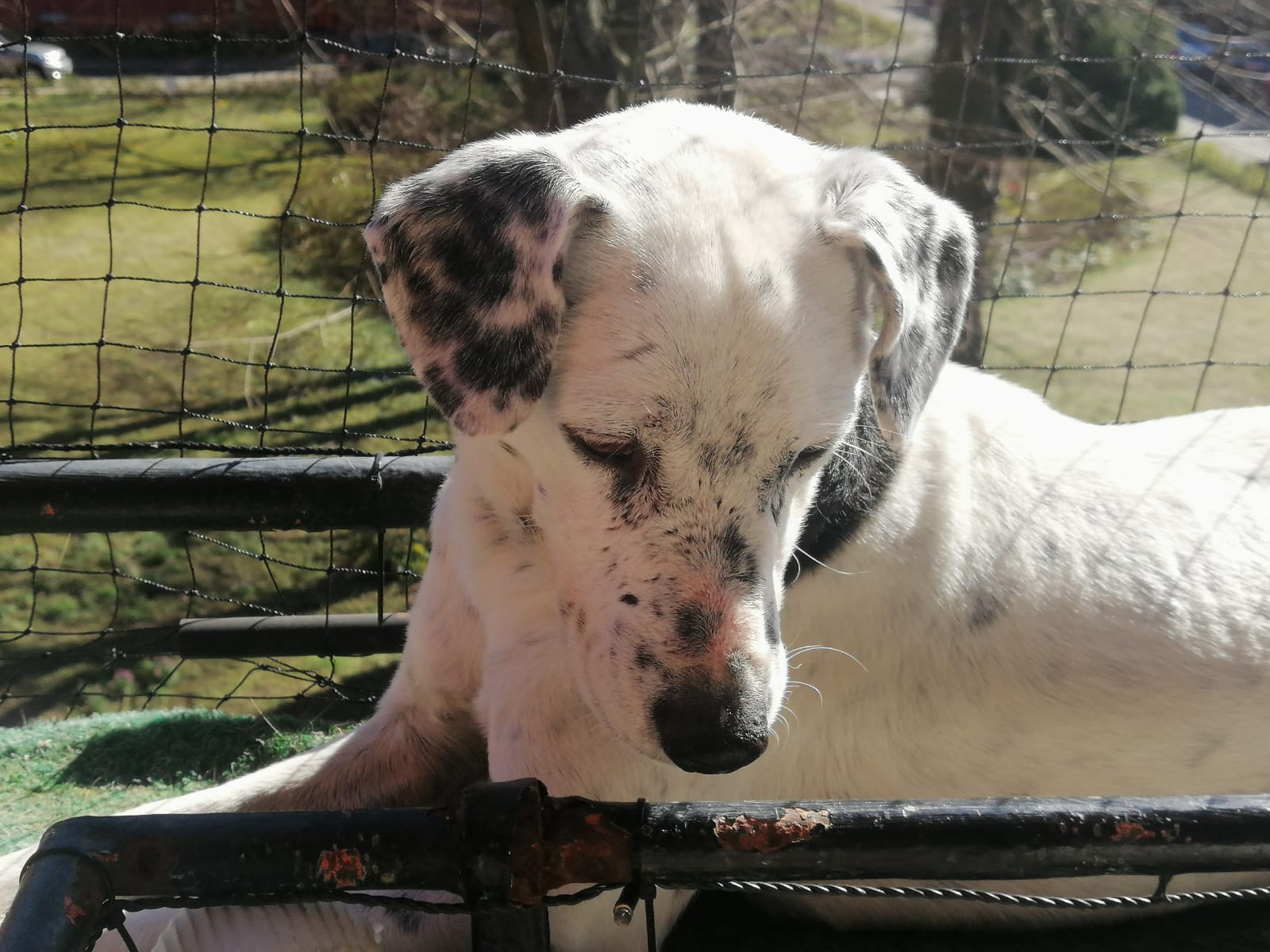 Pongo