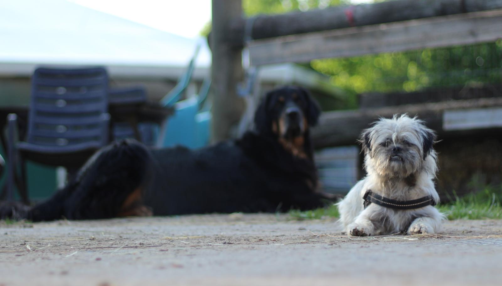 Sax alias „Siggi“