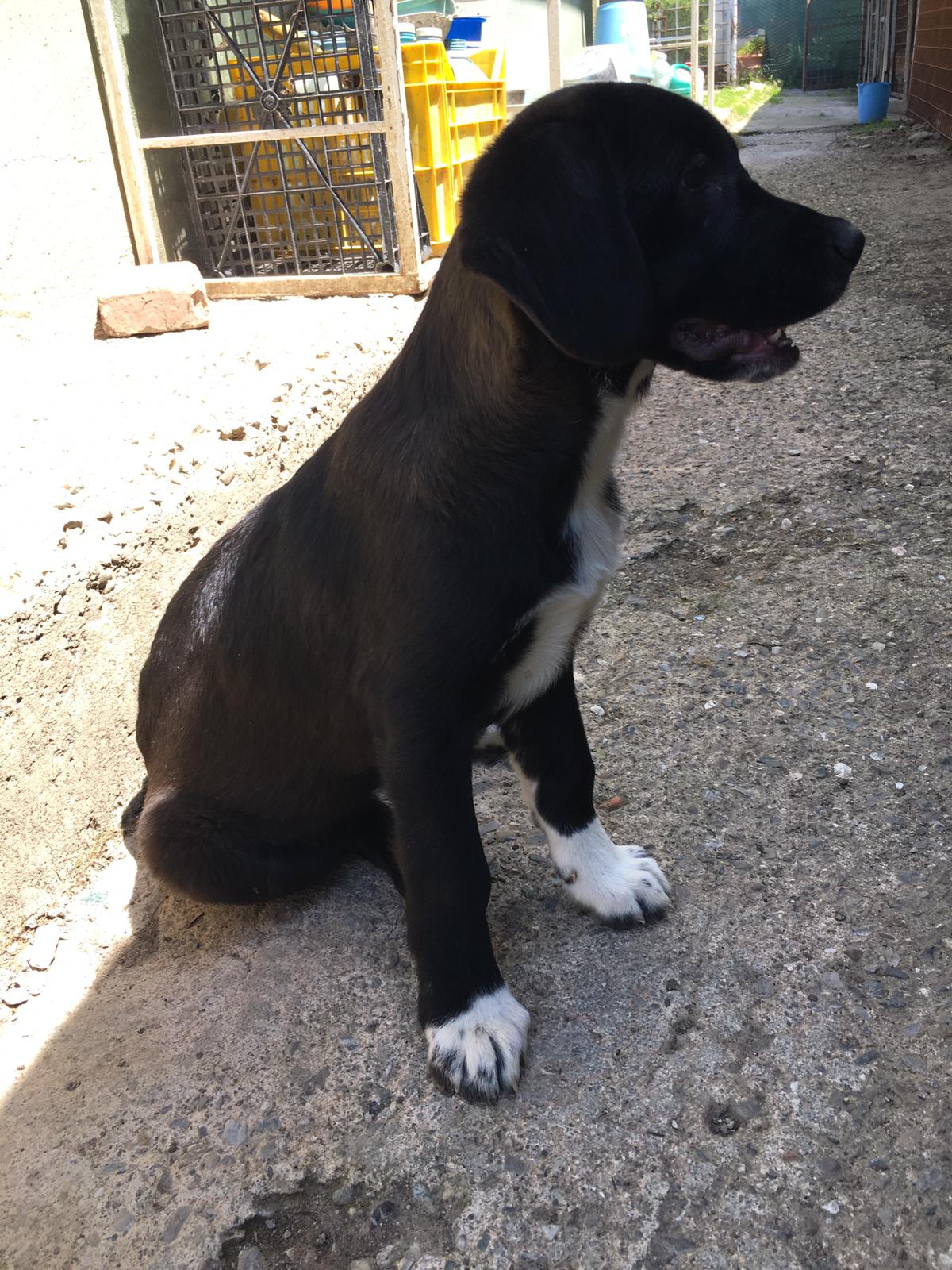 Duchessa