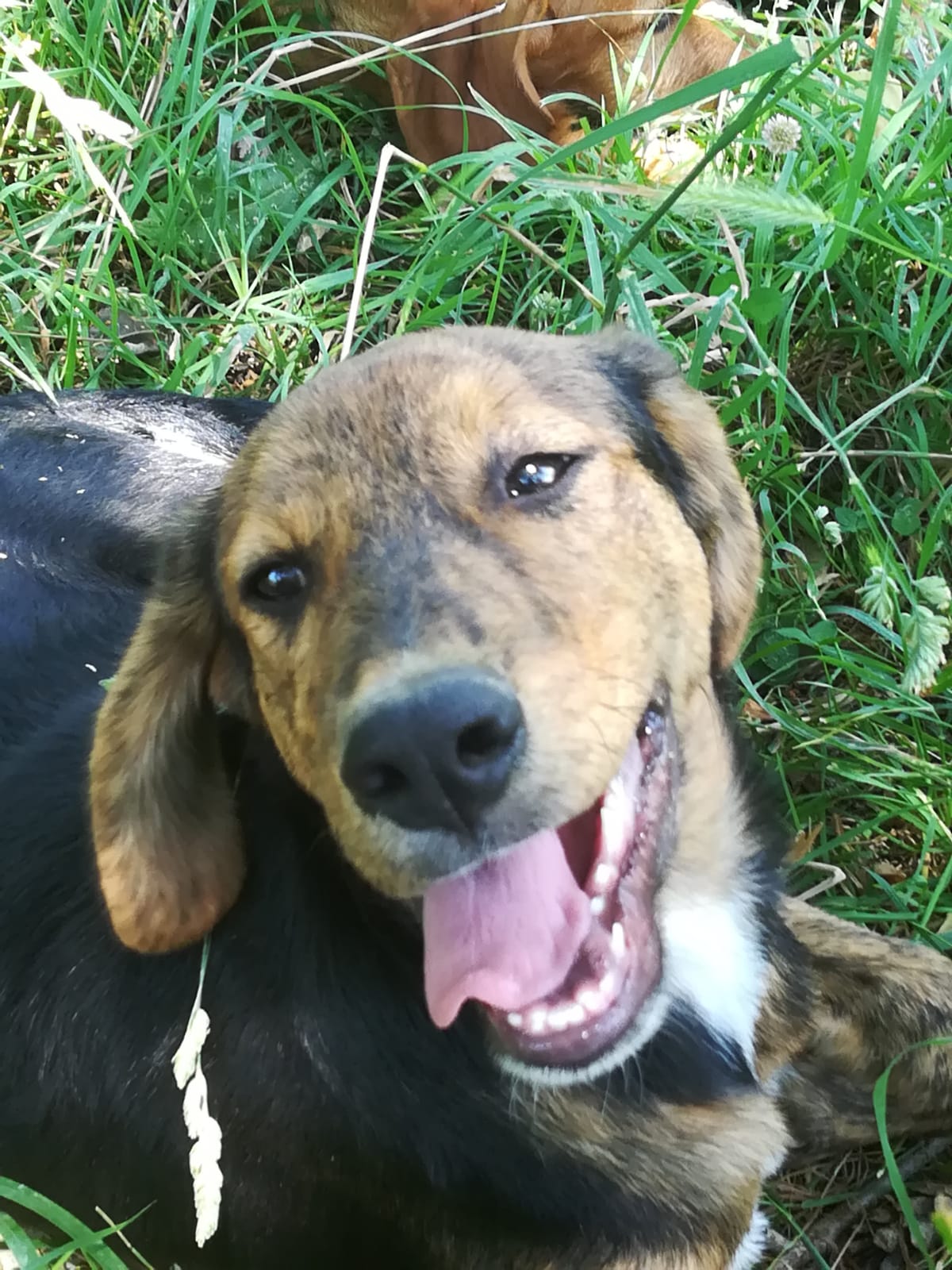 Matteo