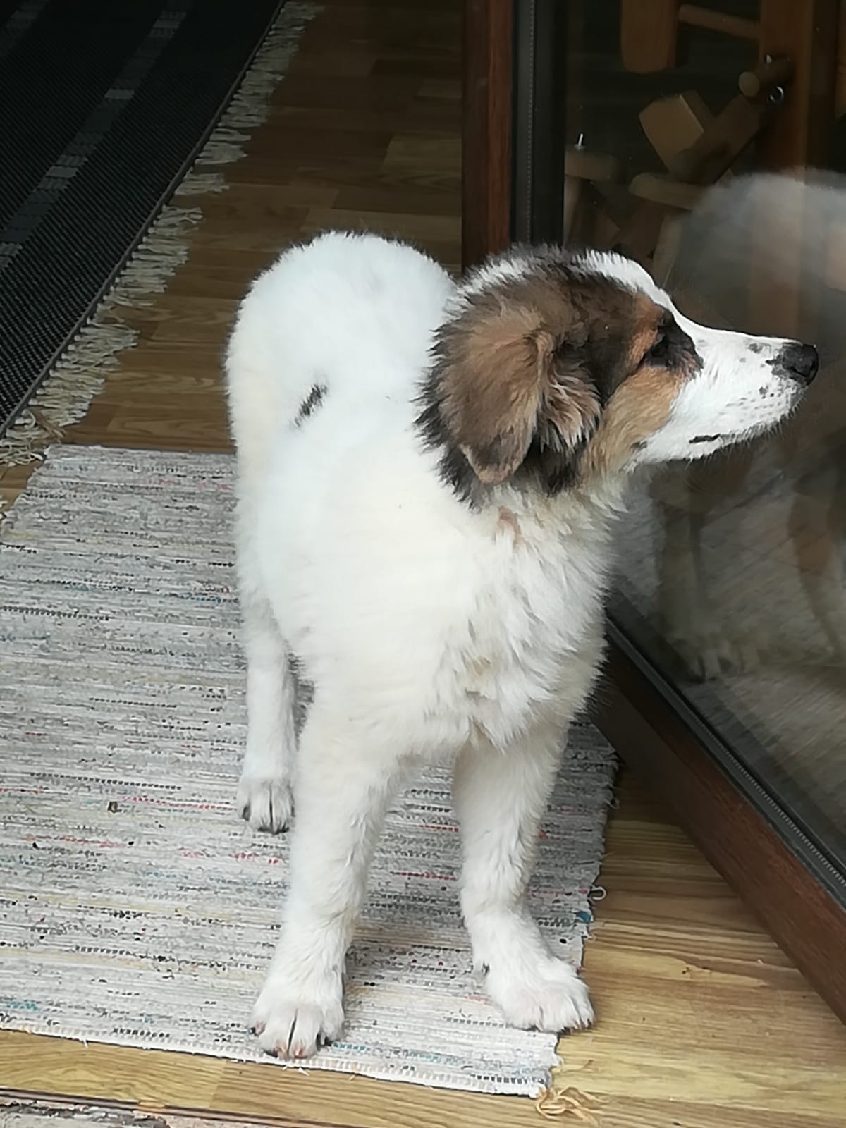 Gioia