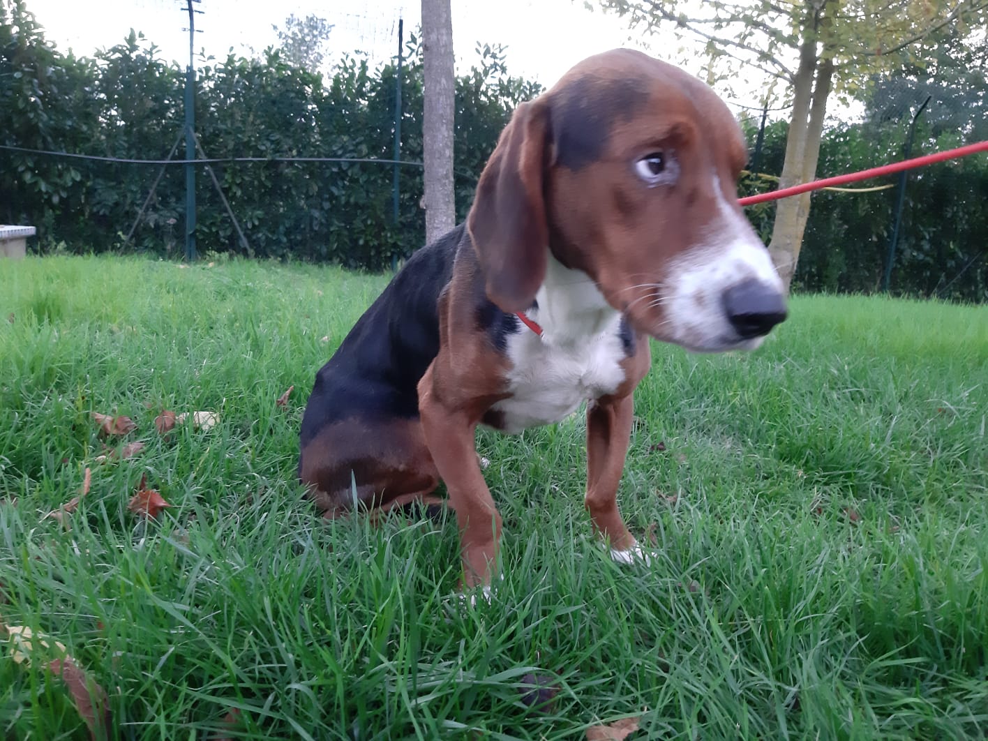 Cosimo