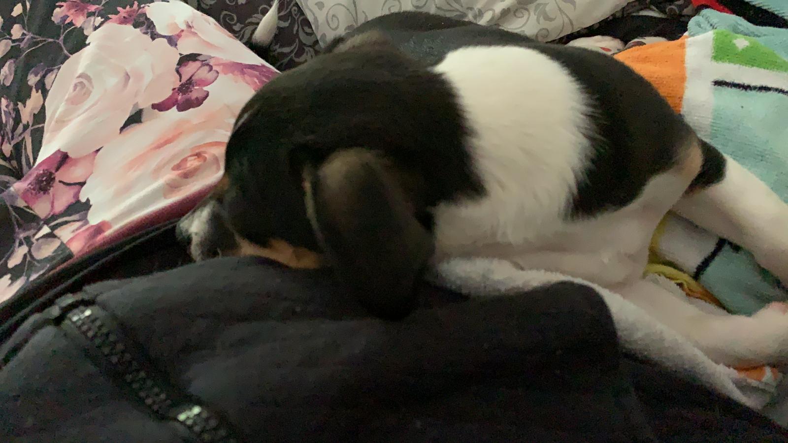 Lilli
