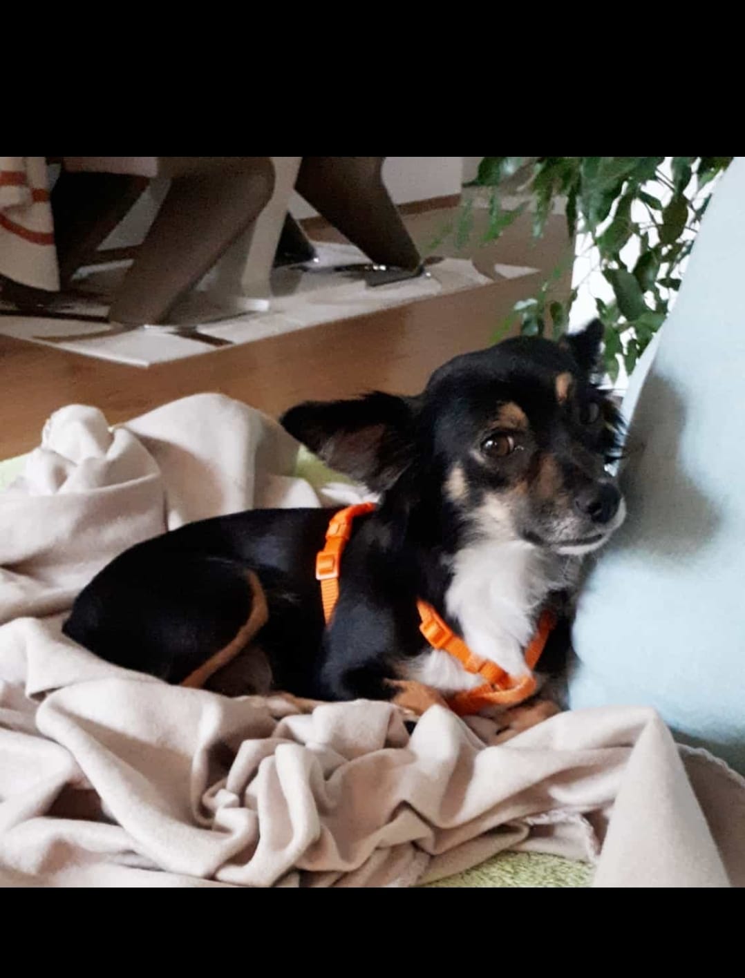 Telma