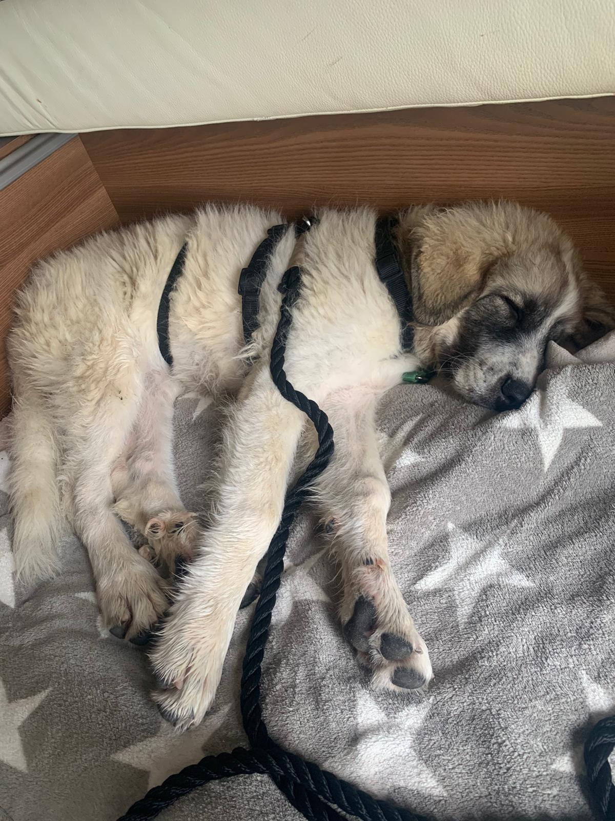 Xena