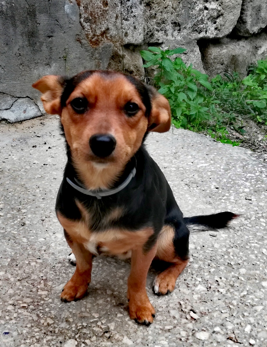 Grisu
