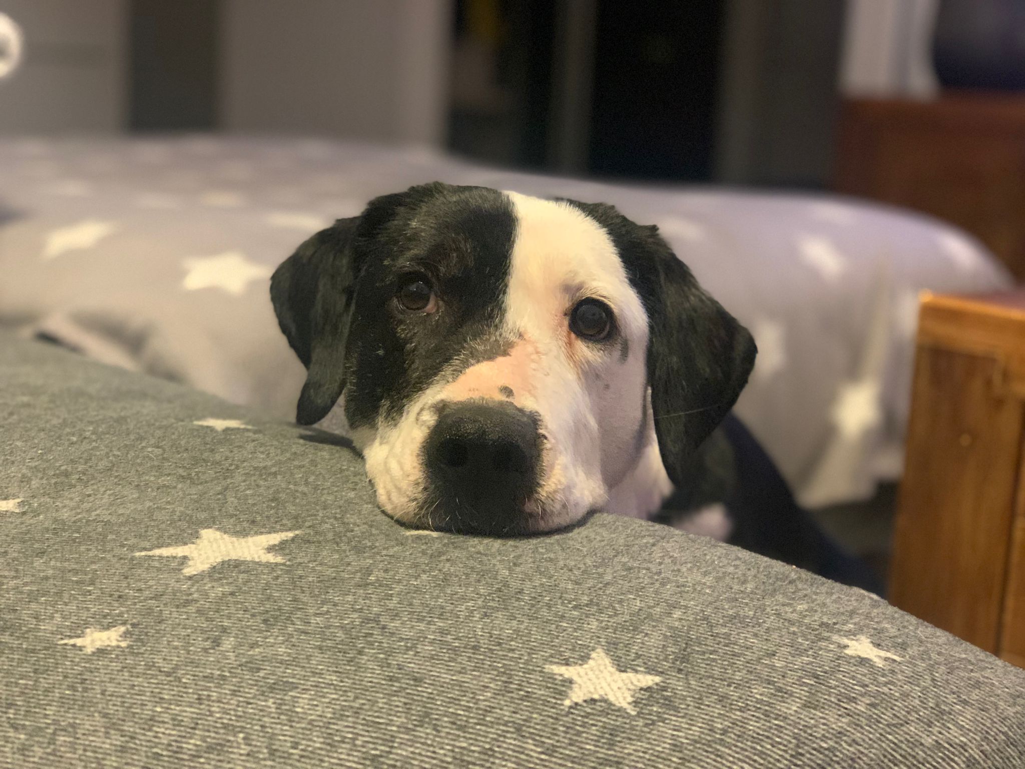 Penelope