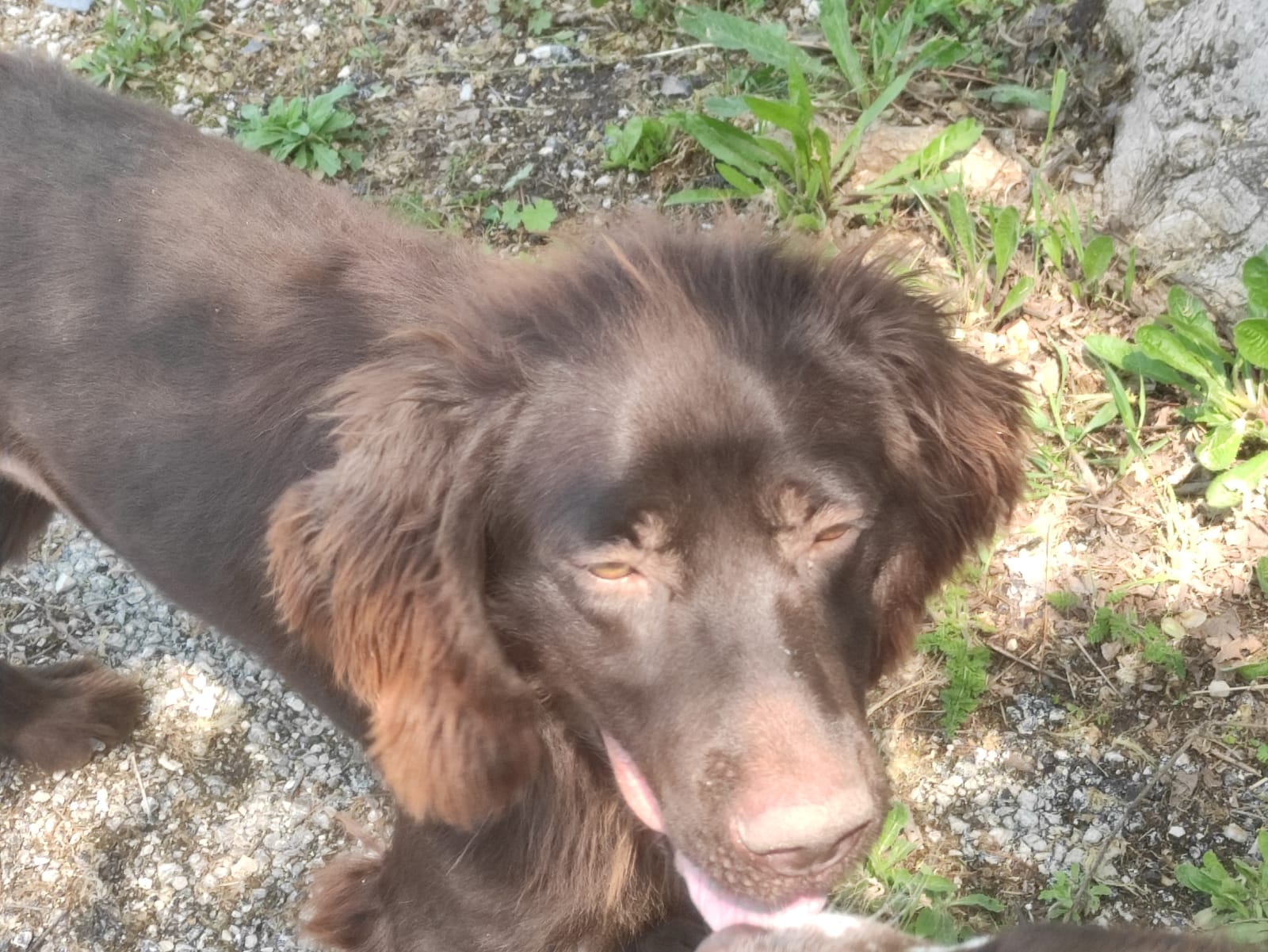 Lola